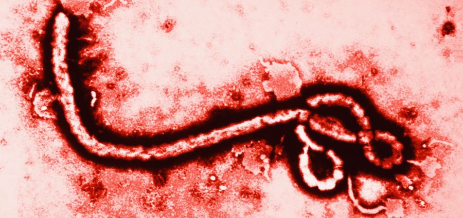 First+case+of+Ebola+virus+diagnosed+in+United+States
