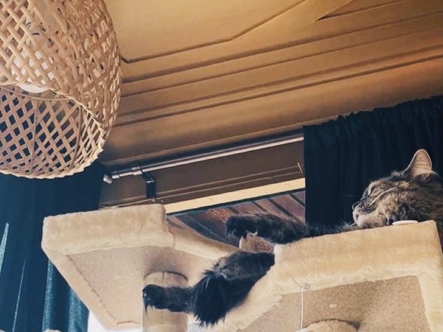 First Cat Café opens in Erie