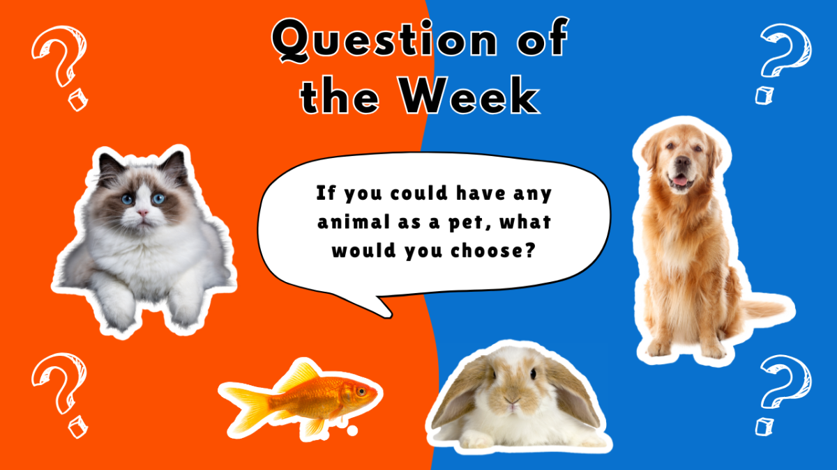 If you could have any animal as a pet, what would you choose?